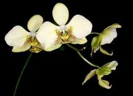 Image of Orchid