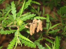 Image of sweet fern