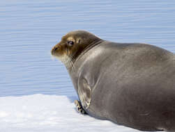 Image of bearded seal