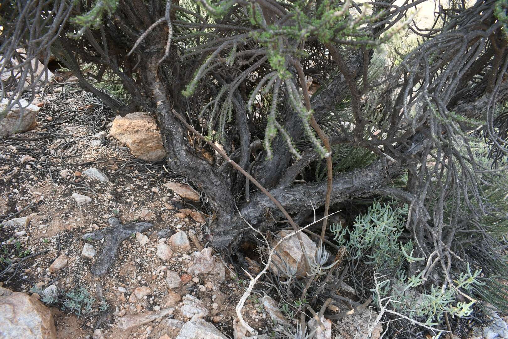 Image of Portulacaria namaquensis Sond.