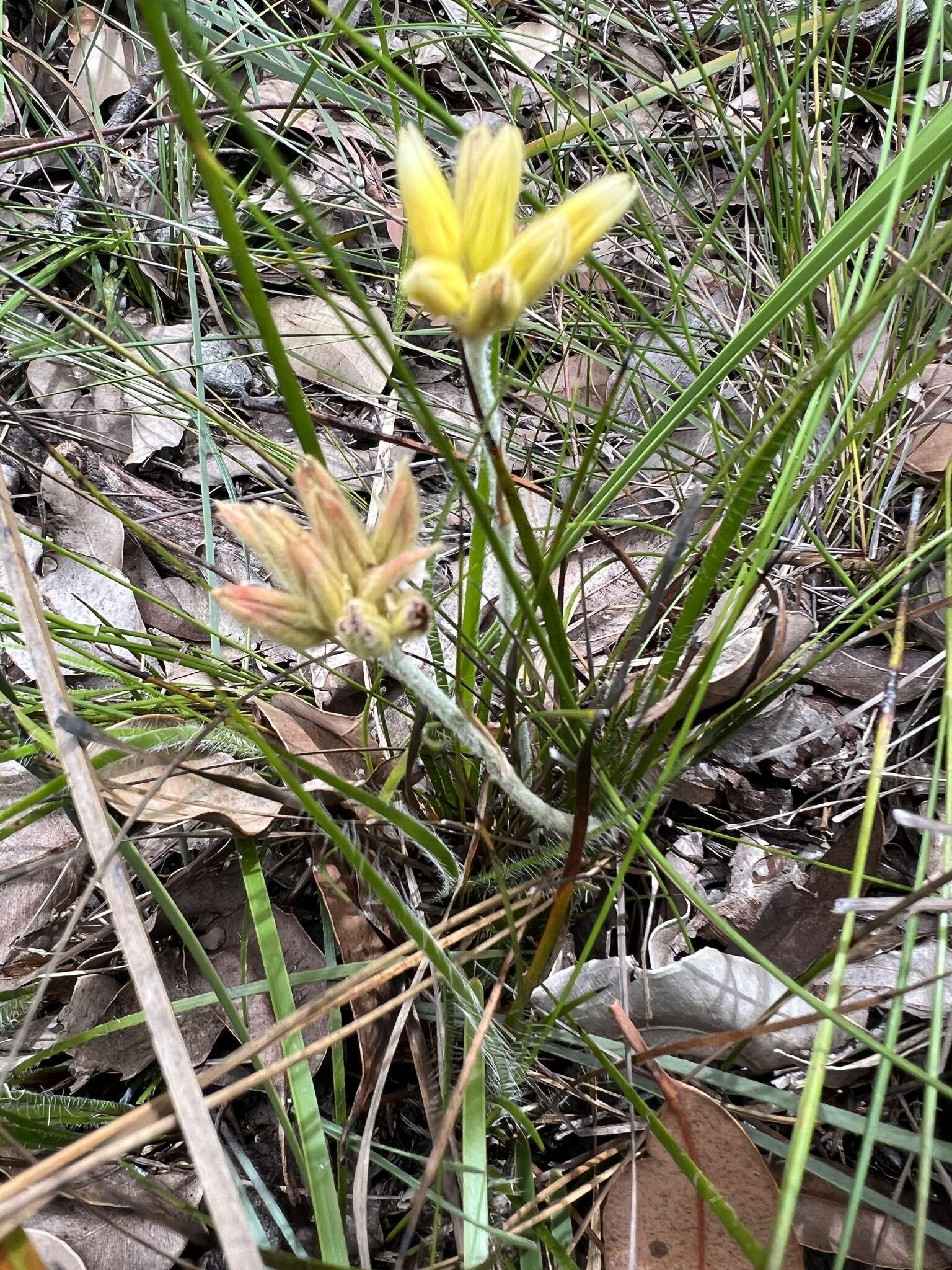 Image of Conostylis setigera R. Br.