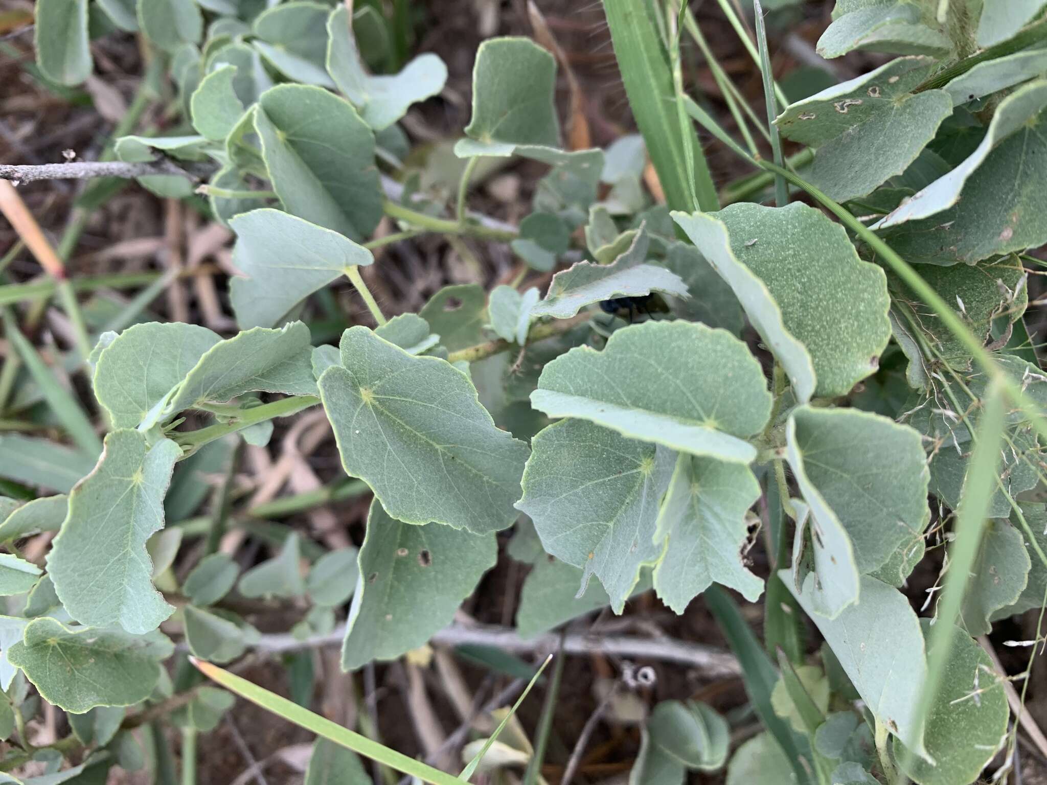 Image of Abutilon austroafricanum Hochr.