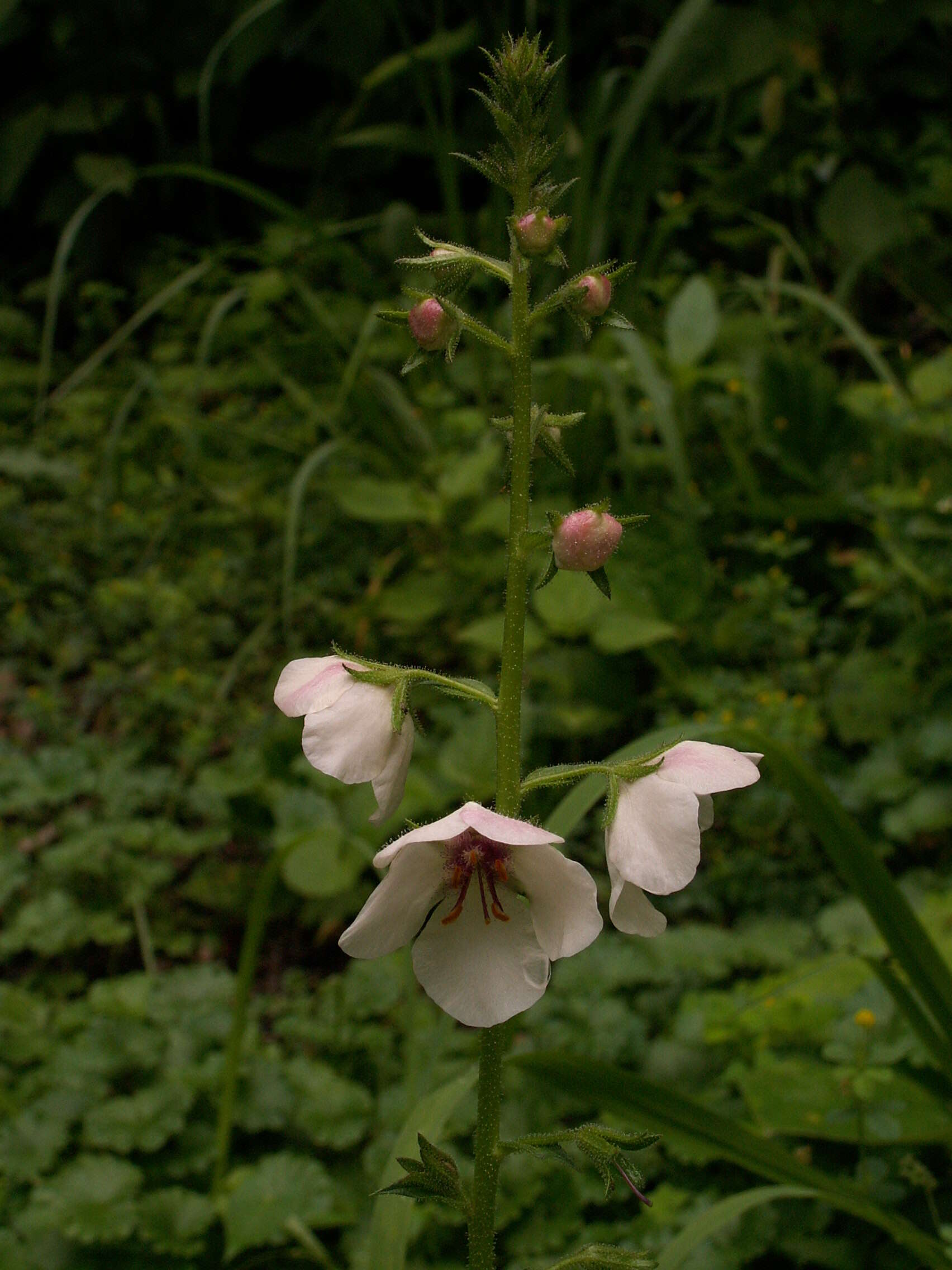 Imagem de Verbascum blattaria L.