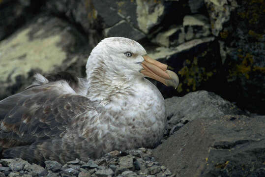 Image of Antarctic Giant-Petrel