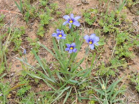 Sivun Sisyrinchium pruinosum E. P. Bicknell kuva