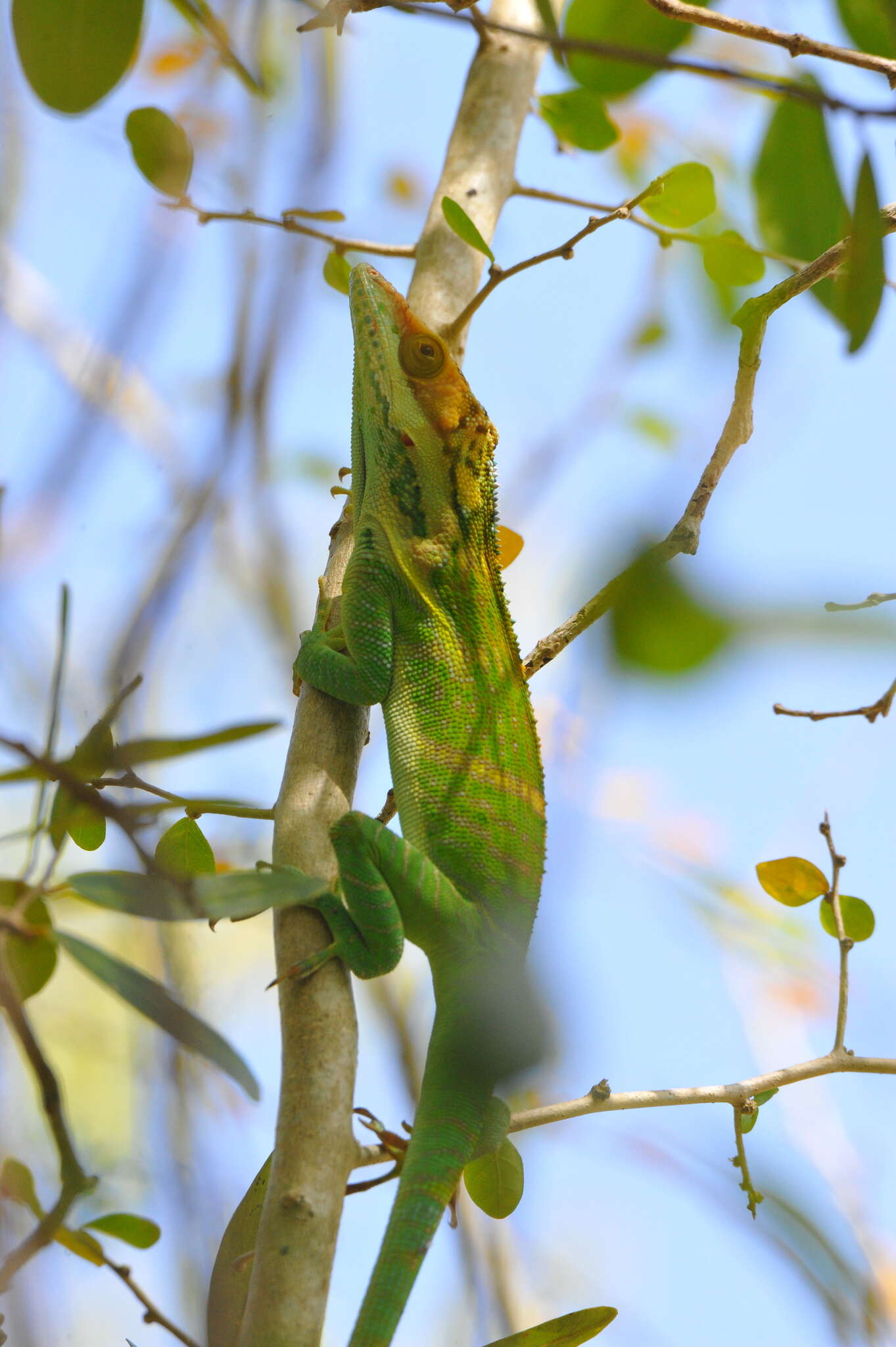 Imagem de Anolis smallwoodi Schwartz 1964