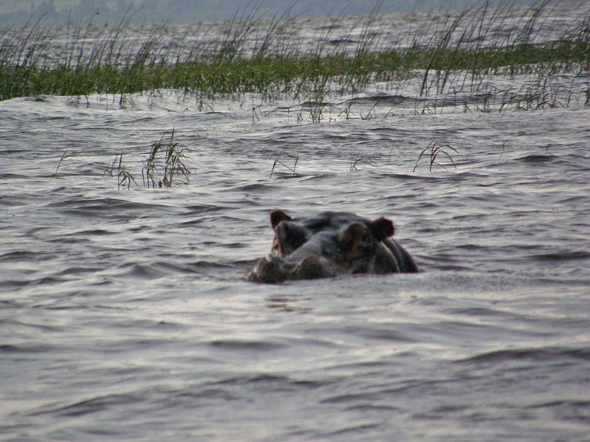 Hippopotamus Linnaeus 1758 resmi