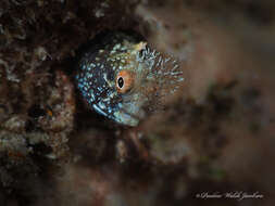 Image of Roughhead Blenny