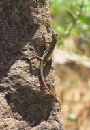 Image of Transvaal Flat Lizard