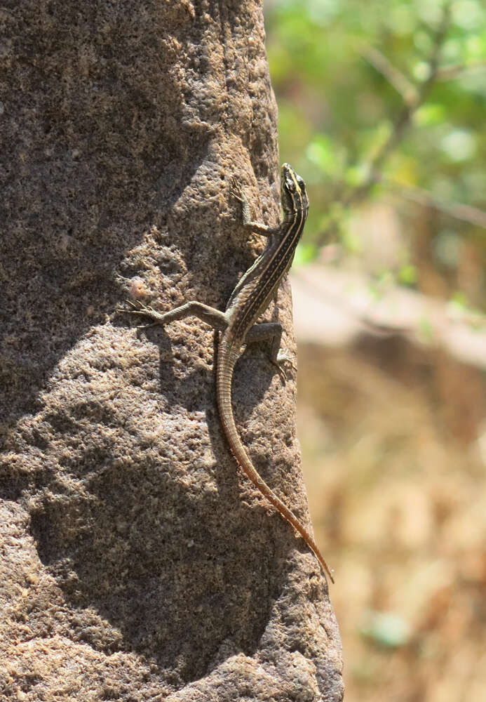 Image of Transvaal Flat Lizard