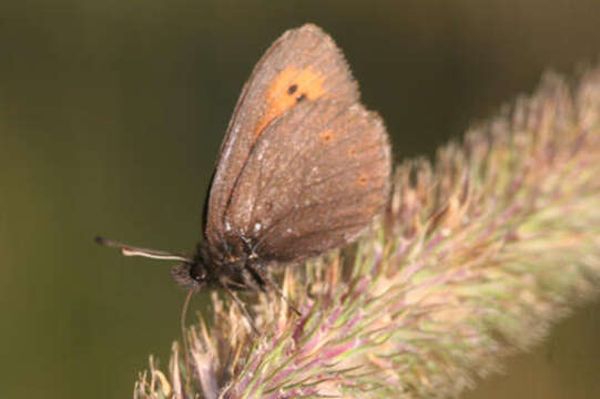 Image of Erebia epiphron valesiana Meyer-Dür 1851