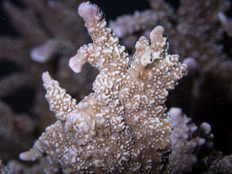 Image of pore coral