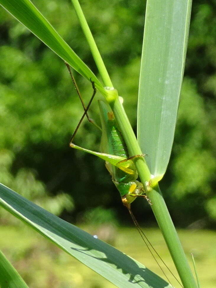 Image of Black-legged Meadow Katydid