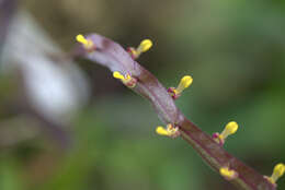 Image de Bulbophyllum falcatum (Lindl.) Rchb. fil.