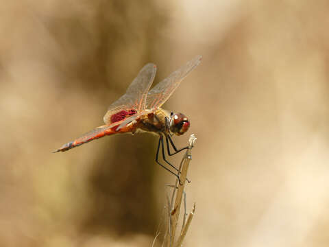 Image of Common Glider