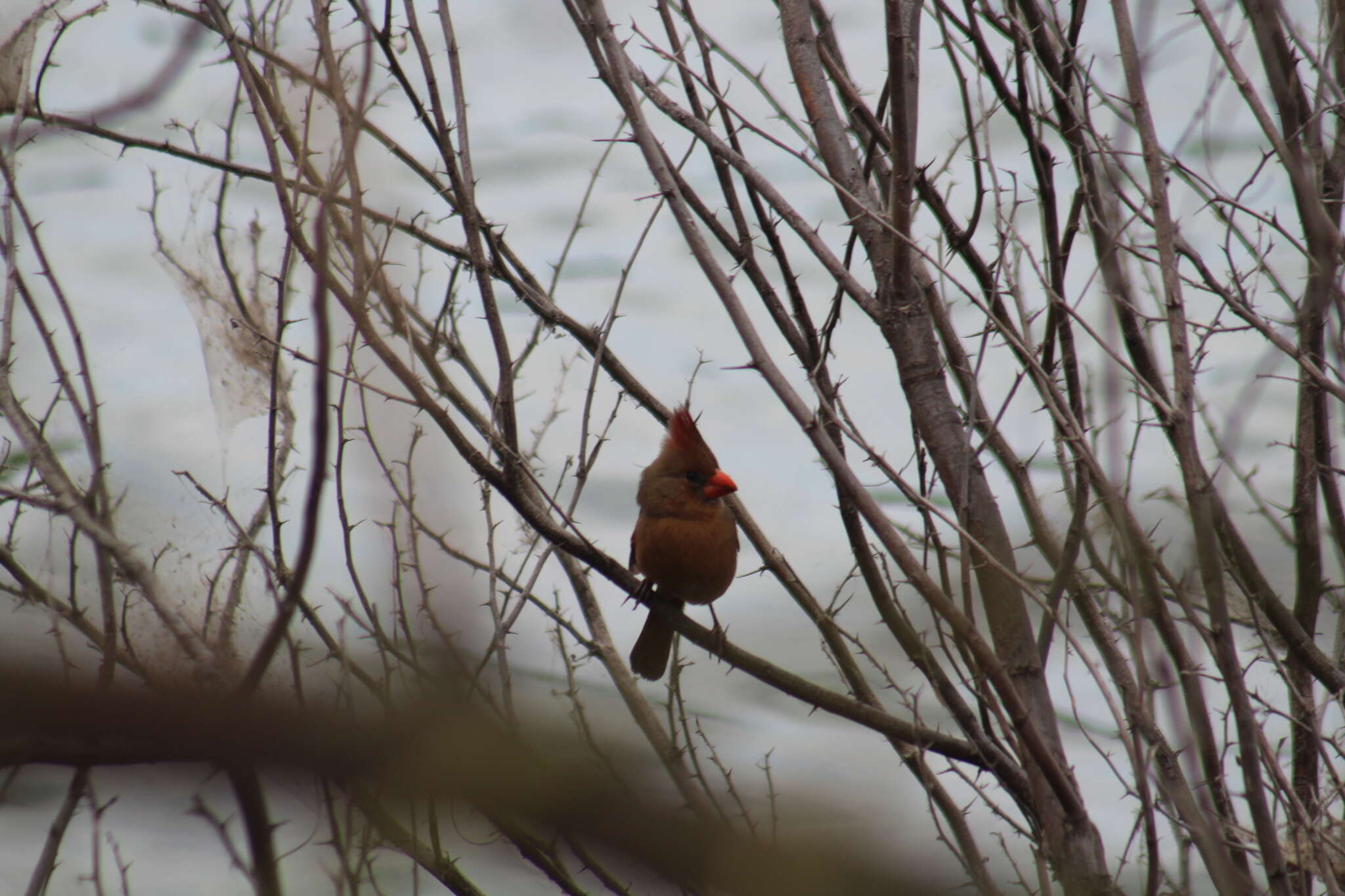 Image de Cardinalis cardinalis igneus Baird & SF 1860