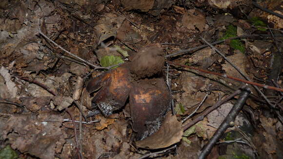 Image of Geastrum melanocephalum (Czern.) V. J. Staněk 1956