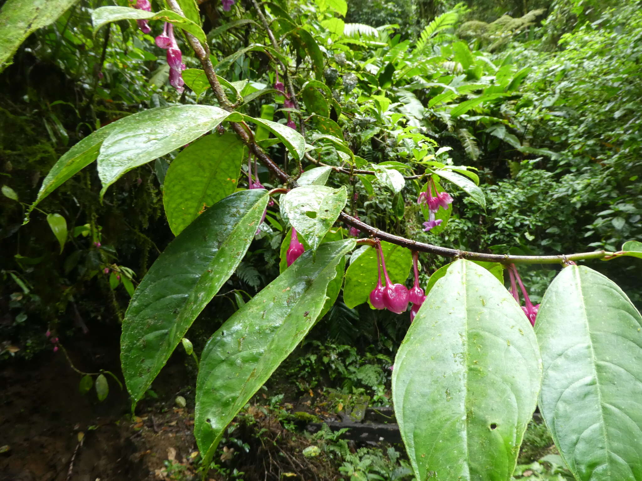 Image of Drymonia conchocalyx Hanst.