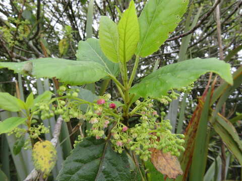 Image of wineberry