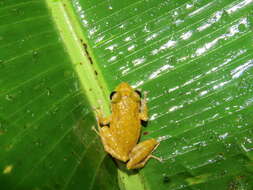 Image of Chiriqui Robber Frog