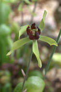 Image of California pitcherplant