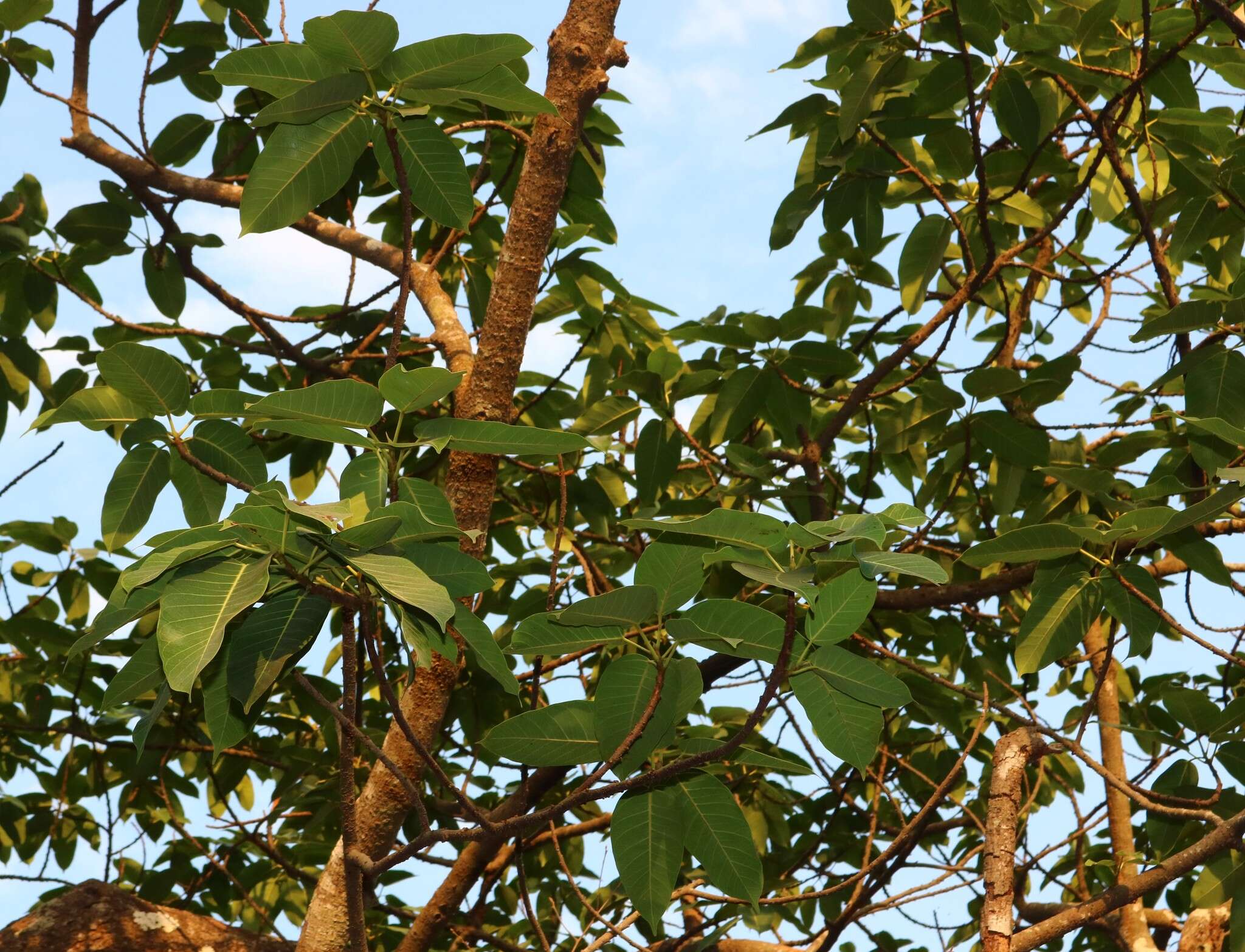 Image de Ficus tsjakela Burm. fil.