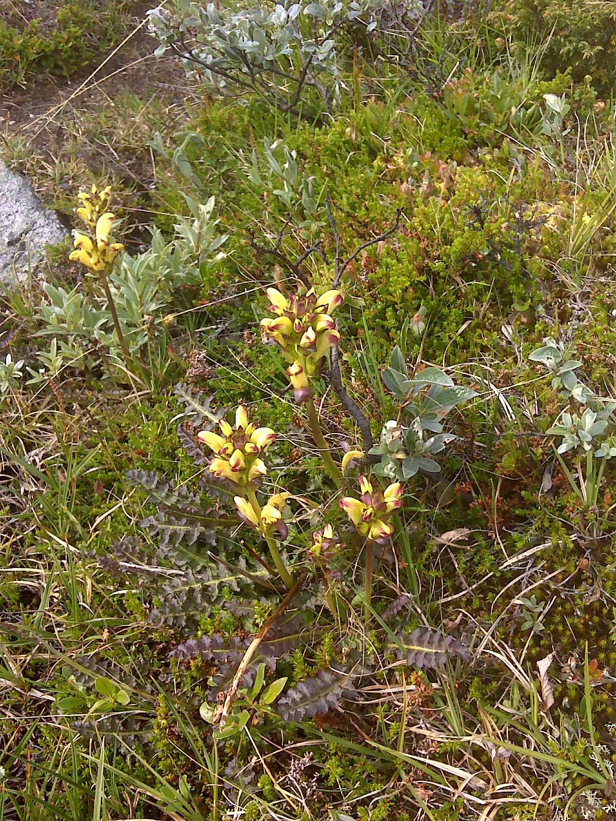 Image of moor-king lousewort