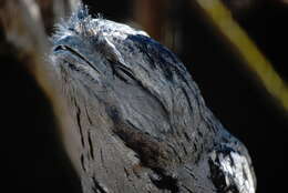 Image of frogmouths