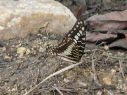 Graphium porthaon (Hewitson 1865)的圖片