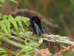 Image of Bombus rufipes Lepeletier 1836