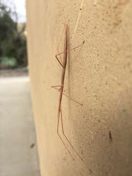 Image of Western Short-horn Walkingstick