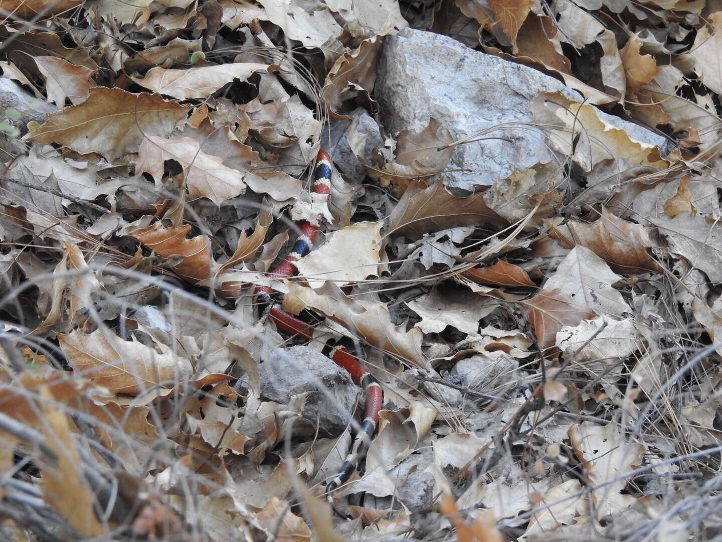 Image of West Mexican Coral Snake