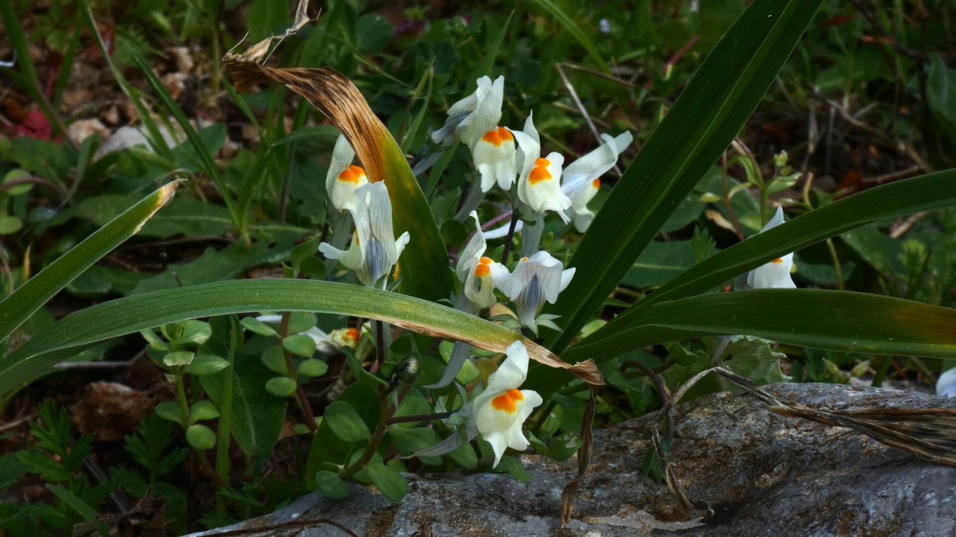 Image de Linaria reflexa (L.) Desf.