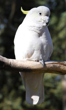 Image of Sulphur-crested Cockatoo