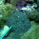 Image of Black Sea brill