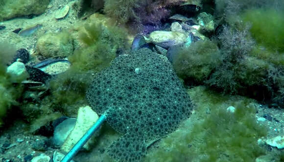 Image of Black Sea brill