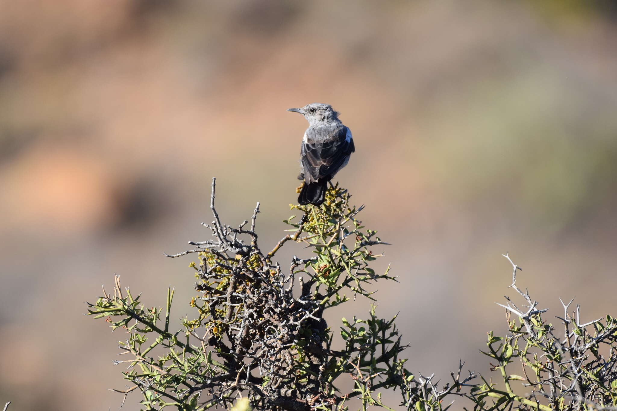 Image of Mountain Wheatear