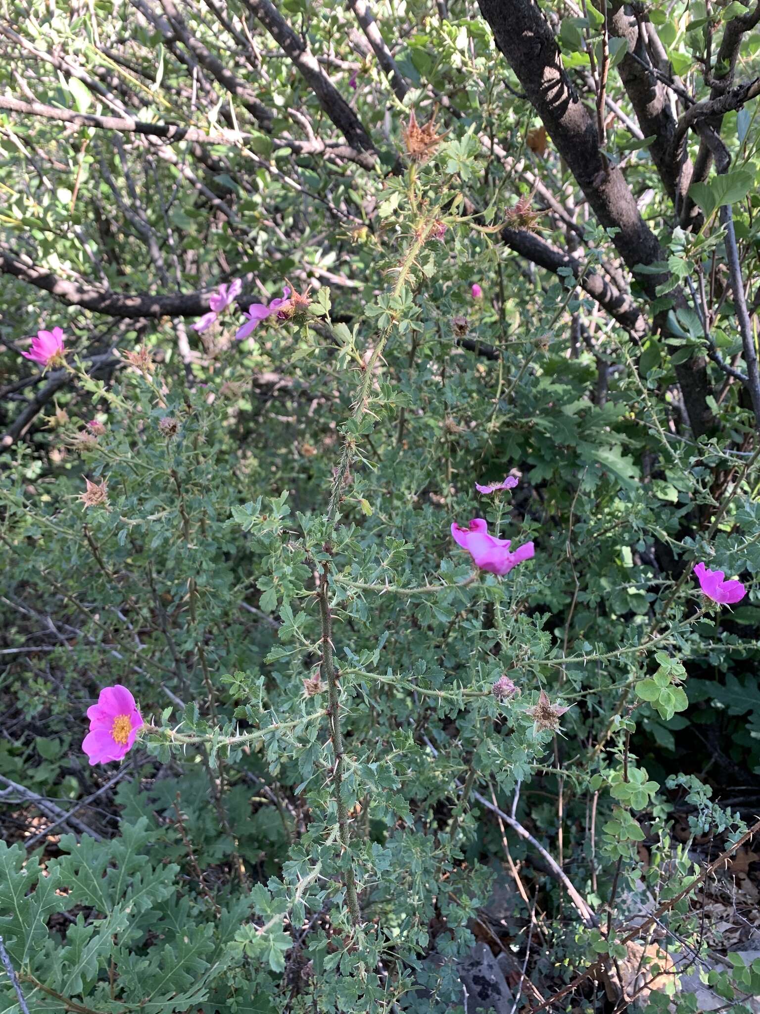 Rosa stellata Woot. resmi