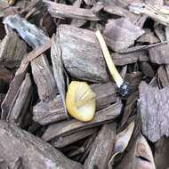 Image of Conocybe aurea (Jul. Schäff.) Hongo 1963