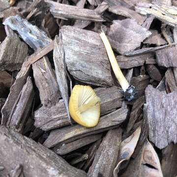 Imagem de Conocybe aurea (Jul. Schäff.) Hongo 1963