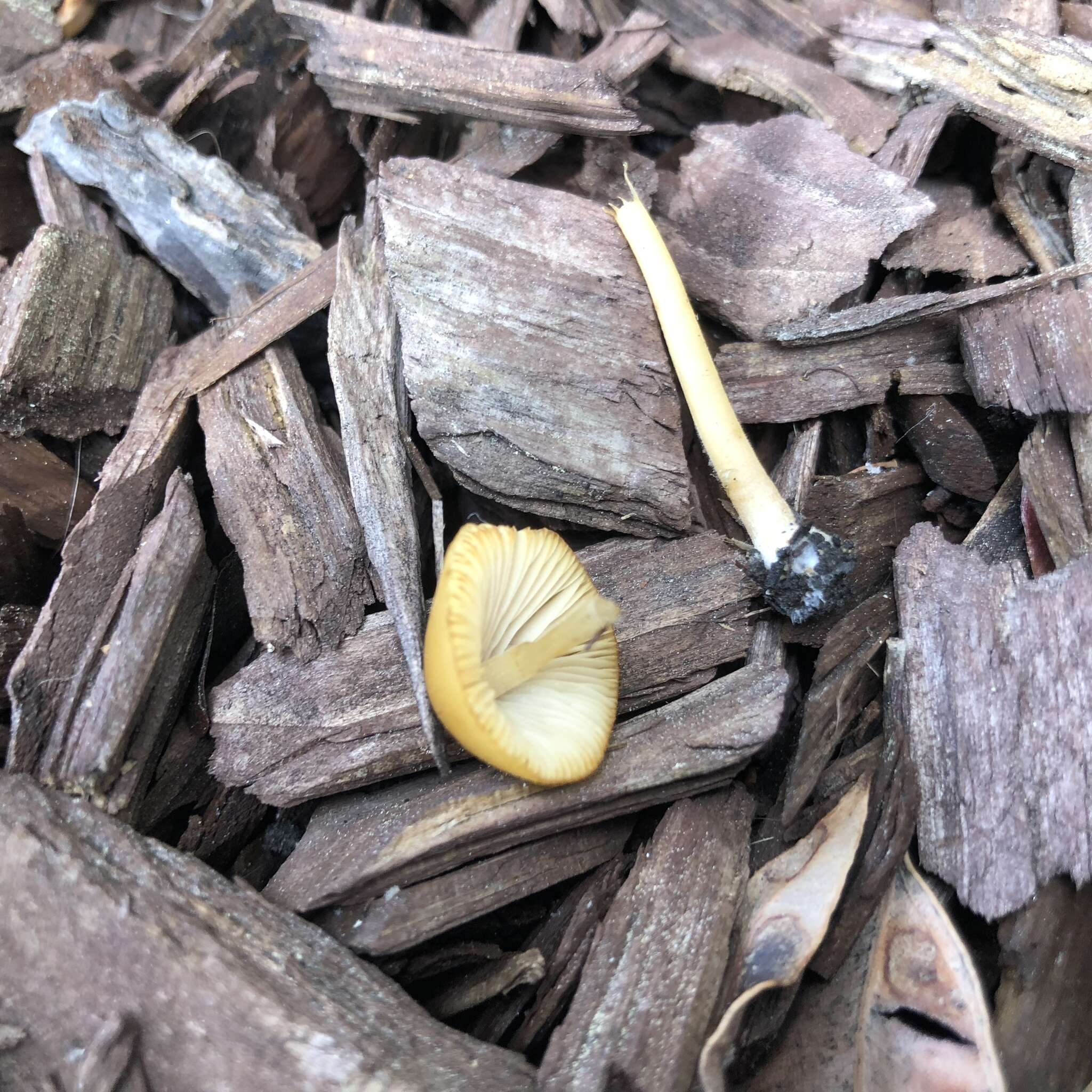 Conocybe aurea (Jul. Schäff.) Hongo 1963的圖片