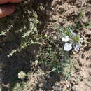 Image of Nigella gallica Jordan