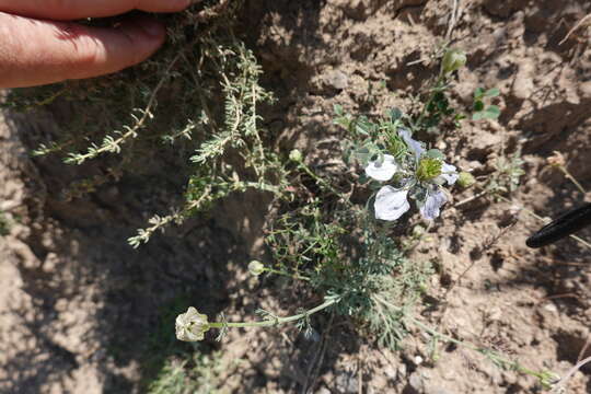 Imagem de Nigella gallica Jordan