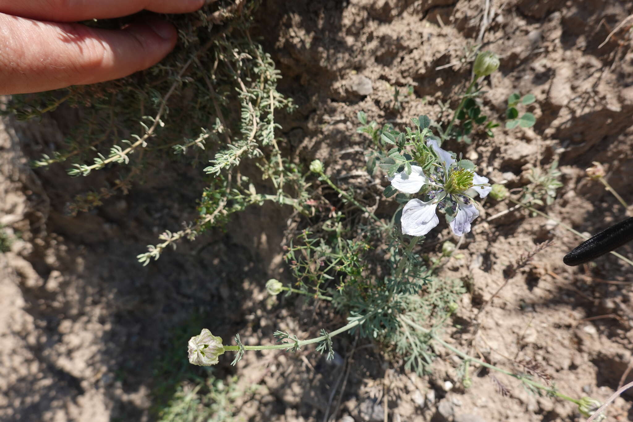 Image of Nigella gallica Jordan