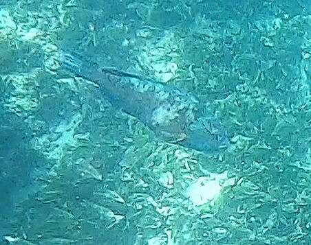 Image of Bucktooth Parrotfish