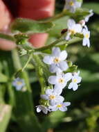 Plancia ëd Myosotis welwitschii Boiss. & Reuter