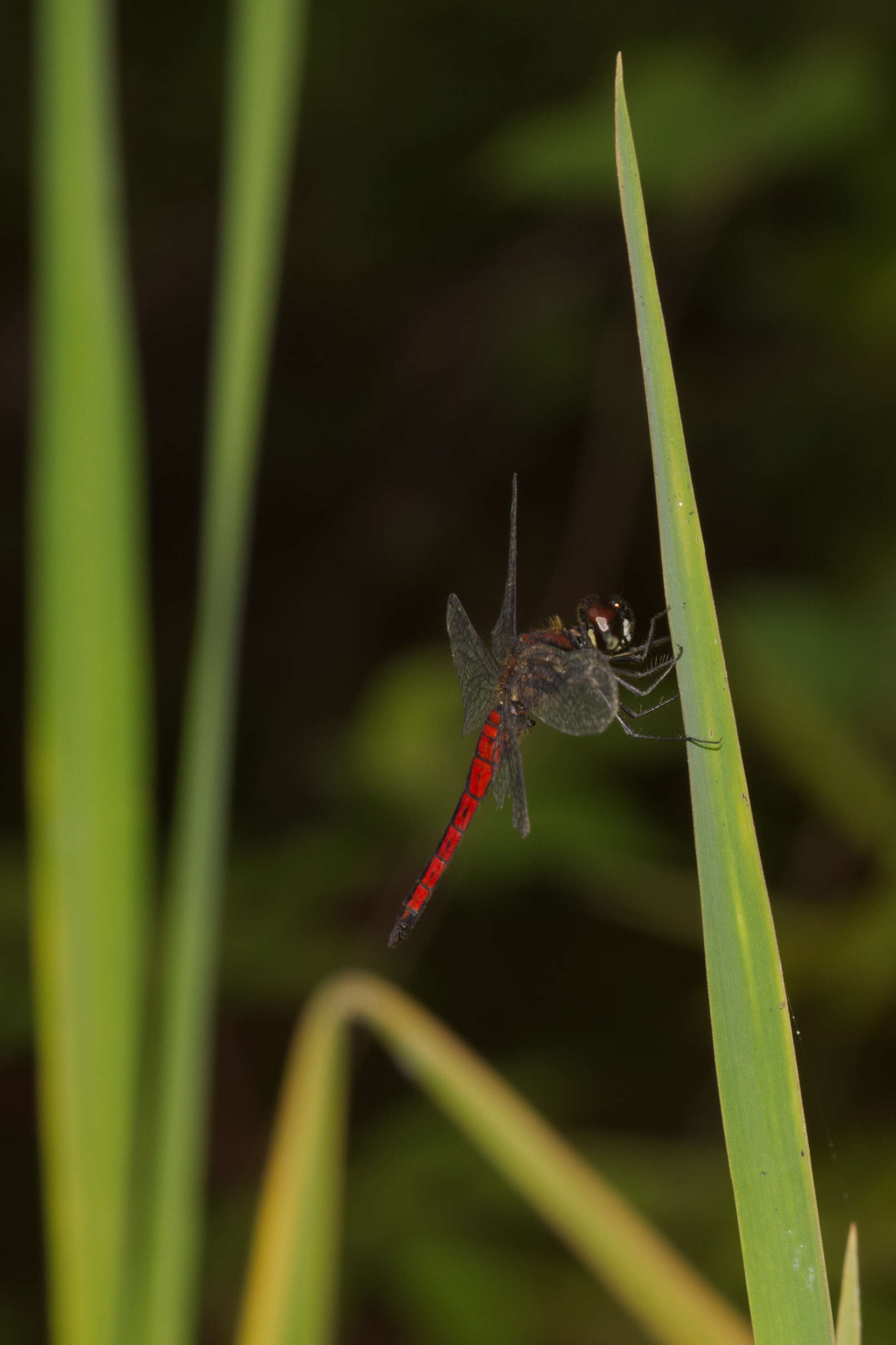 Image of little bloodtail