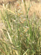 Image of Tricholaena teneriffae (L. fil.) Link