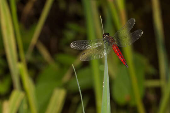 Image of little bloodtail