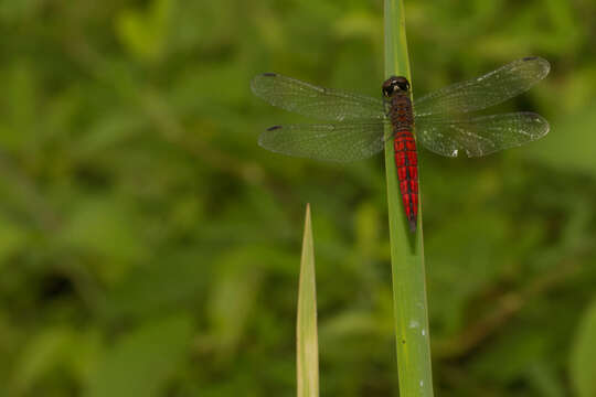 Image of little bloodtail